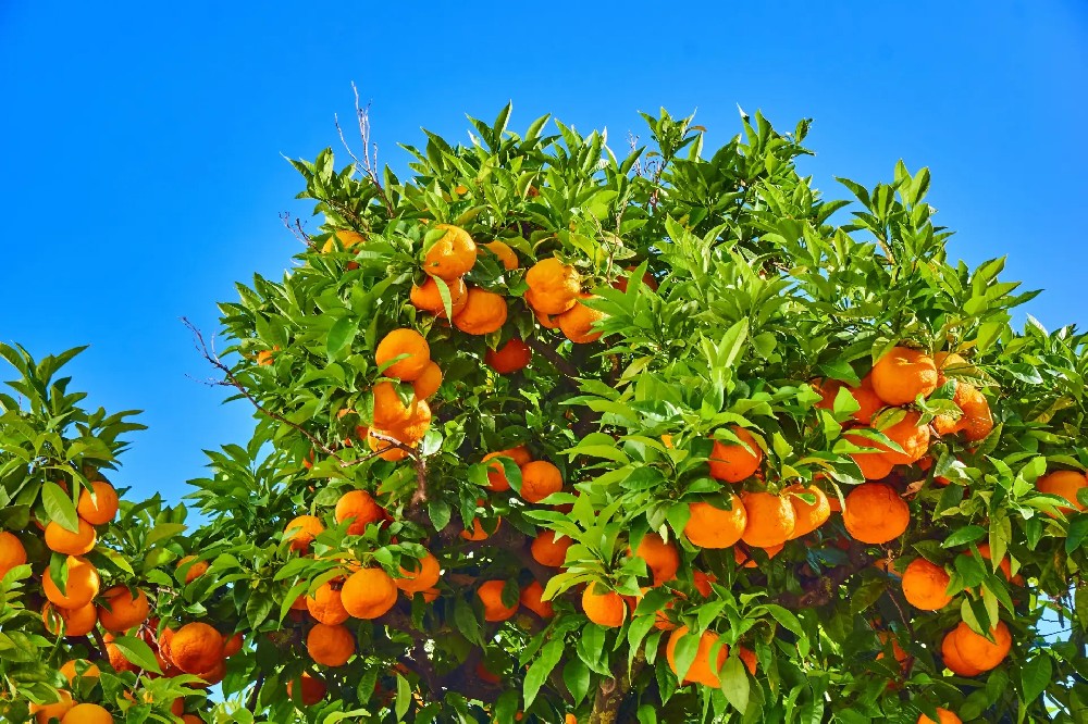 果園施肥新革命：有機